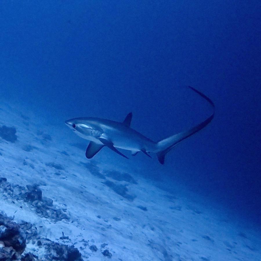 Tiger Shark Residence & Dive Fuvahmulah Екстериор снимка