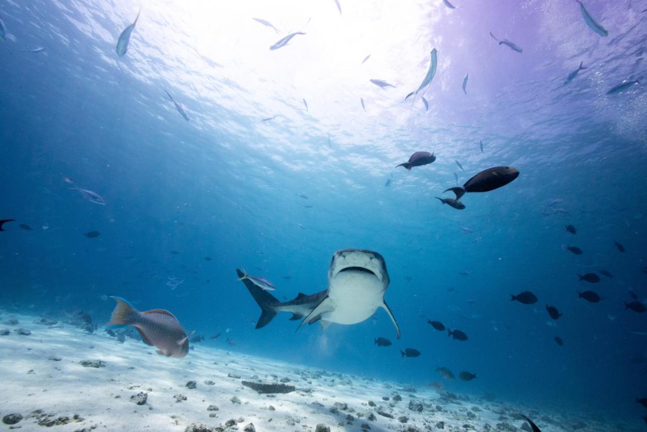 Tiger Shark Residence & Dive Fuvahmulah Екстериор снимка