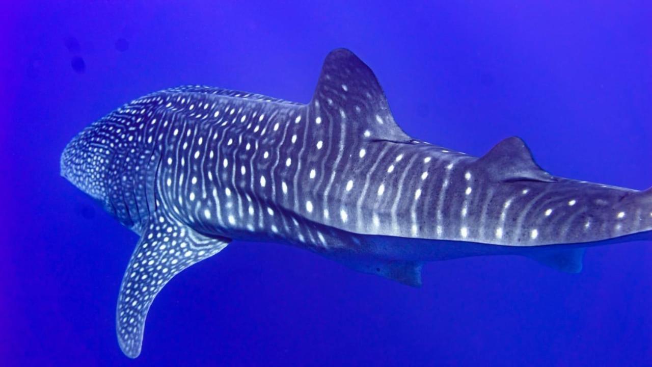 Tiger Shark Residence & Dive Fuvahmulah Екстериор снимка