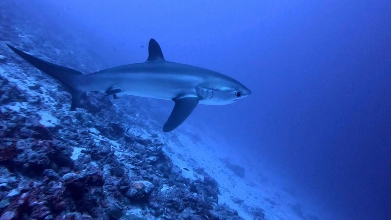 Tiger Shark Residence & Dive Fuvahmulah Екстериор снимка