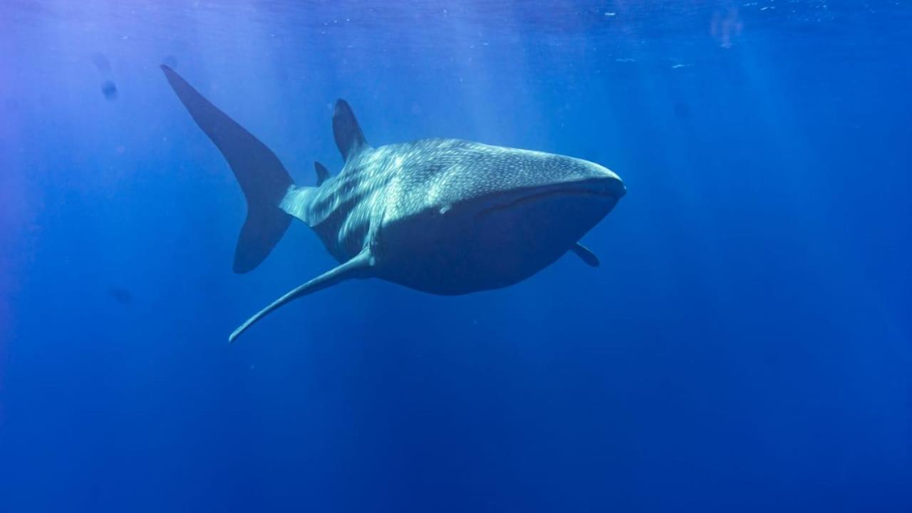 Tiger Shark Residence & Dive Fuvahmulah Екстериор снимка