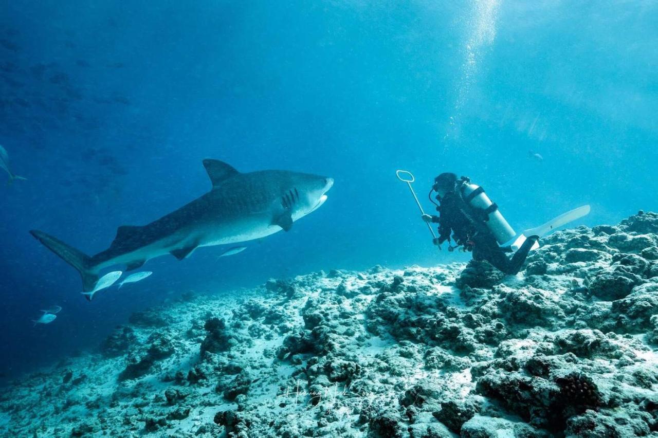 Tiger Shark Residence & Dive Fuvahmulah Екстериор снимка